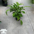 Zebra Plant ‘Calathea Zebrina’ 10in Pot