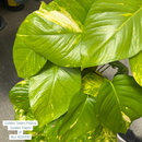 Golden Totem Pothos 'Golden Totem' 8in Pot