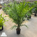Majesty Palm - Ravenea rivularis - 10" Potted Tropical Plant