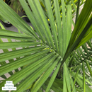 Majesty Palm - Ravenea rivularis - 12" Potted Tropical Plant