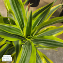 Warneckii Dracaena 'Deremensis' 10in Pot
