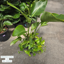 White Bird Combo- White Bird of Paradise 'Strelitzia' + Golden Pothos 10in Pot