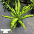 Fragrans Dracaena ‘Lemon Lime’ 10in Pot