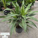 Warneckii Dracaena ' Dracaena Deremensis' 10in pot