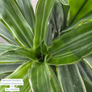 Warneckii Dracaena ' Dracaena Deremensis' 10in pot