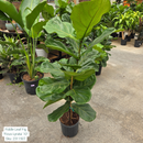 Fiddle Leaf Fig 'Ficus Lyrata' 10in Pot
