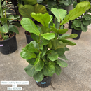 Fiddle Leaf Fig 'Ficus Lyrata' 10in Pot