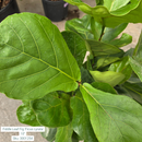 Fiddle Leaf Fig 'Ficus Lyrata' 10in Pot