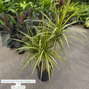 Dracaena Kiwi 'Dracaena Marginata' 10in Pot