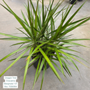 Dragon Tree ‘Dracaena Marginata’ 10in Pot