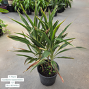 Ti Plant ‘Cordyline Asstortment’ 10in Pot