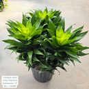 Compact Janet Craig ‘Dracaena Deremensis’ 10in Pot