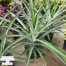 Pineapple Plant ‘Ananas Comosus’ 10in Pot