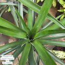 Pineapple Plant ‘Ananas Comosus’ 10in Pot
