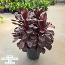 Ti Plant ‘Cordyline Asstortment’ 10in Pot