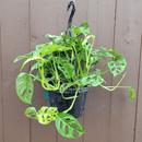 8" Philodendron Swiss Cheese Hanging Basket