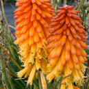 Poco Red Torch Lily (Kniphofia) - 8" Pot