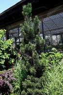 Kotobuki Japanese Black Pine - Pinus thunbergii - 30-36" Ball & Burlap Tree