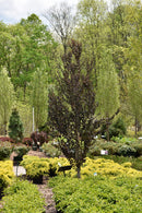 Red Fox Katsura Tree - Cercidiphyllum japonicum 'Rotfuchs' - 6