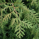 Soft Serve® False Cypress - Chamaecyparis pisifera - 3 Gallon Potted Evergreen Shrub