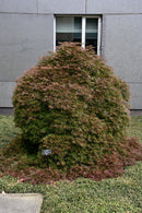 Orangeola Cutleaf Japanese Maple - Acer palmatum 'Orangeola' - 30"-36" Ball & Burlap Tree