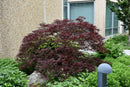 Red Dragon Japanese Maple - Acer palmatum - 24