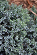 Blue Star Juniper - Juniperus squamata - 3 Gallon Potted Evergreen Shrub
