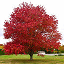 Red Maple - Acer rubrum - 3" Caliper Ball & Burlap Tree