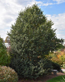 Dragon Lady Holly - Ilex - 5-6 Foot Ball & Burlap Tree
