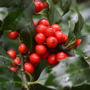 Centennial Girl Holly - Ilex - 5-6 Foot Ball & Burlap Tree