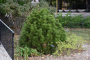 Mint Truffle Bosnian Pine - Pinus heldreichii - 20