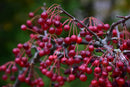 'Firebird' Crabapple - Malus sargentii - 2" Caliper Ball & Burlap Tree
