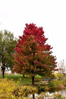 Red Sunset® Red Maple - Acer rubrum 'Franksred' - 2.5" Caliper Ball & Burlap Tree