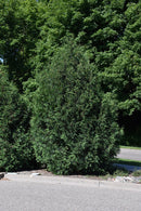 Techny Arborvitae - Thuja occidentalis - 7' Foot Ball 7 Burlap Tree