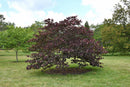Forest Pansy Redbud - Cercis canadensis 'Forest Pansy' - 72" Ball & Burlap Tree