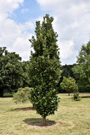 Regal Prince English Oak - Quercus 'Regal Prince' - 2" Caliper Ball & Burlap Tree