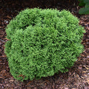 Tater Tot™ Arborvitae - Thuja occidentalis - 6 Gallon Potted Evergreen Shrub