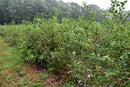 Bluecrop Blueberry - Vaccinium corymbosum - 3