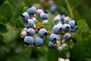 Bluecrop Blueberry - Vaccinium corymbosum - 3