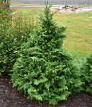 Soft Serve® False Cypress - Chamaecyparis pisifera - 3 Gallon Potted Evergreen Shrub
