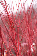 Coral Bark Japanese Maple (Clump) - Acer palmatum 'Sango Kaku' - 25