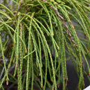 Whipcord Arborvitae (Standard Form) - Thuja plicata - 3 Gallon Potted Topiary
