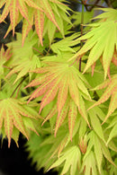 Autumn Moon Full Moon Maple - Acer shirasawanum - 3-4' Foot Ball & Burlap Tree