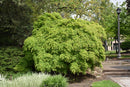 Cutleaf Japanese Maple - Acer palmatum 'Dissectum Viridis' - 5' Foot Ball & Burlap Tree