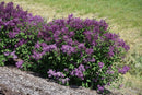 Bloomerang® Dark Purple Lilac - Syringa - 42" Ball & Burlap Bush