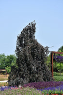 Purple Fountain Beech - Fagus sylvatica 'Purple Fountain' - 2" Caliper Ball & Burlap Tree