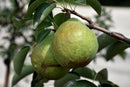 Bartlett Pear -  Bartlett Pear  Pyrus communis - 7