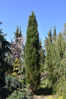 Green Tower Austrian Pine - Pinus nigra - 4-5 Foot Ball & Burlap Tree
