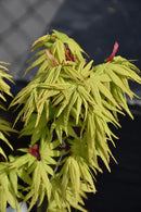 Mikawa Yatsubusa Japanese Maple - Acer palmatum - 24-30" Ball & Burlap Tree