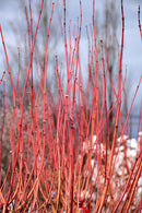 Pacific Fire Vine Maple - Acer circinatum - 5-6' Foot Ball & Burlap Tree